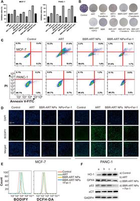 Berberine-based self-assembly agents with enhanced synergistic antitumor efficacy